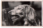 Dachshund, real photo no AK., * Approx. 1950