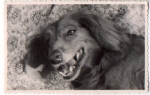 Dachshund, real photo no AK., * Approx. 1950