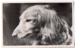 Dachshund, real photo k. AK., * Approx. 1950