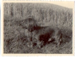 Dachshund in the field, real photo k. AK., * Approx. 1950