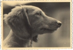 Dackel, Echtfoto k. AK., * ca. 1950