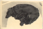 Dackel mit Welpen, Echtfoto k. AK., * ca. 1950
