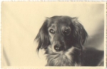 Dachshund, real photo no AK., * Approx. 1950