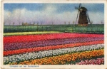 Windmill in Holland o 5.5.1912
