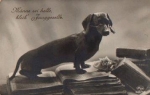 Dachshund with glasses on books, real photo * approx. 1930
