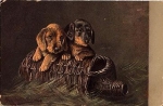 Dachshund on a bottle basket, artist card Aug. Müller o 2.11.1908