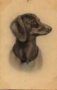 Dackelkopf mit Marke, gebr. ca. 1910