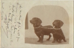 Dachshund real photo o January 17th, 1902