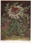 Butterfly on silver thistle peacock artist card o 9.8.1941