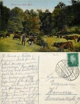 Cows in the Harz Mountains August 22, 1929