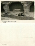 Halle / Saale Zoo lions *approx. 1910