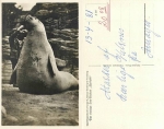 Hamburg Hagenbeck Tierpark Elephant Seal Goliath *approx. 1930