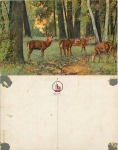 Deer and deer artist card *ca. 1910