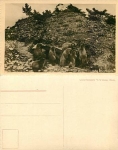 marmots *approx. 1920