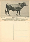 Breeding bull Let * approx. 1920