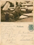 Stellingen Hamburg Walrus Hagenbeck Tierpark o 26.7.1908