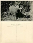 Hippo in Kruger national Park *ca. 1930