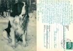 Saint Bernard dog o 1969
