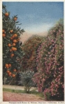 Kalifornien Orangen und Rosen gebr. 1924