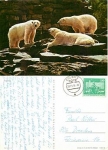 Polar Bears O 20.11.1975