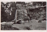 Berlin Tierpark Zoological Garden Lion enclosure *approx. 1950