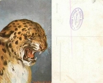 Cheetah big cat artist card Donadini Dresden * approx. 1920