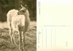 Guanako Zoo Berlin *ca. 1968