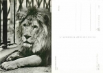 Lion Tierpark Güstrow *ca. 1968