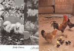 Chicken rooster chick 3 around 1970
