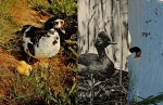 Ducks black-necked grebe bred circa 1970