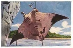 Pictures from all over the world Album No. 1 Hunting for giant fish - the end of the monkfish