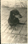Sitting dachshund real photo card * approx. 1930