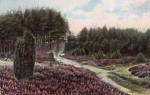 29614 Luneburger Heide Weg am Wilseder Berg o 9.10.1909