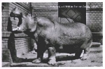 Berlin Zoological Garden Animal Park Hippo *approx. 1960