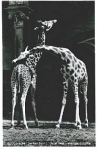 Berlin Zoological Garden Tierpark Giraffe * approx. 1960