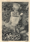 Girl tasting apples. circa 1940