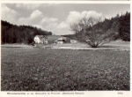 01848 Polenztal Märzenbecher bloom at the Bockmühle * around 1965