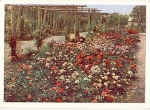 Erfurt rose garden *ca. 1960