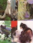 Cats, 6 different face cards, color, new