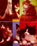 Cats 6 different postcards