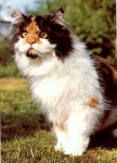 Persian Schilpatt with white * approx. 1970