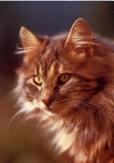 Cat, main coon, blue tabby, * approx. 1988