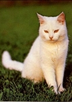 House cat, white * approx. 1986