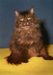 Cat * around 1970