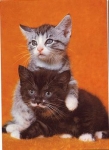 Young house cats, * approx. 1970