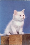white cat, 04/19/1960