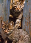 Domestic cats, bronzed * approx. 1970