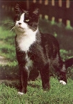 Domestic cat black and white * approx. 1970