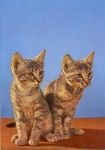 tabby young cats, * approx. 1970