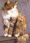 Persian cat, brown and white * approx. 1970